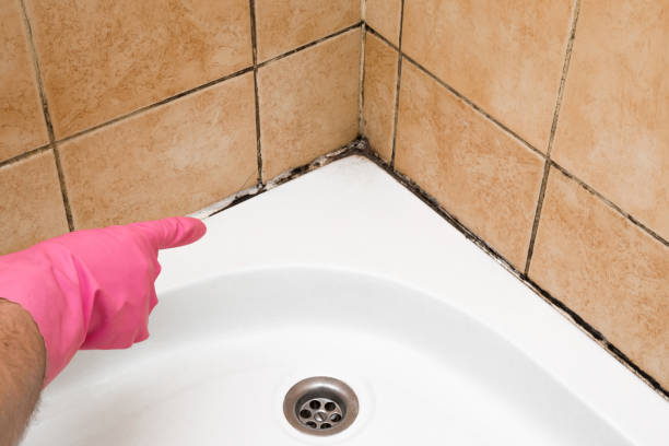 Best White Mold Remediation in Bon Aqua Junction, TN